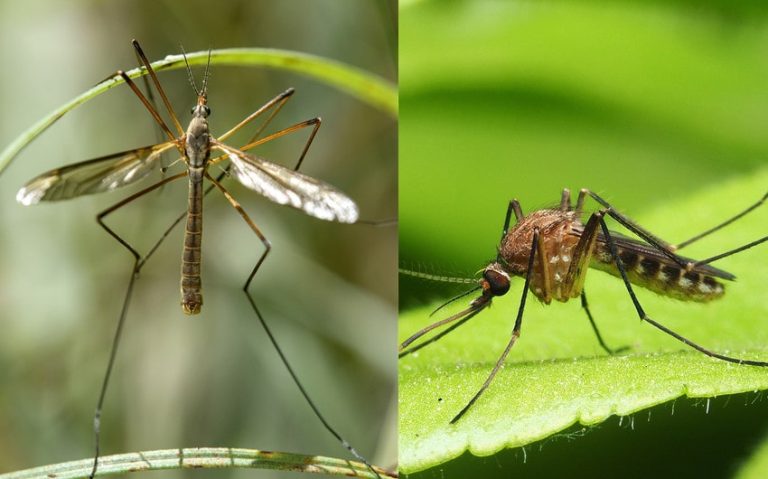 Crane Fly vs Mosquito: A Comparative Analysis