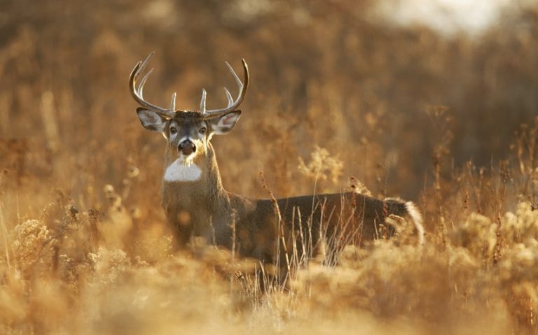 The Truth Behind the Question: Do Deer Attack Humans?
