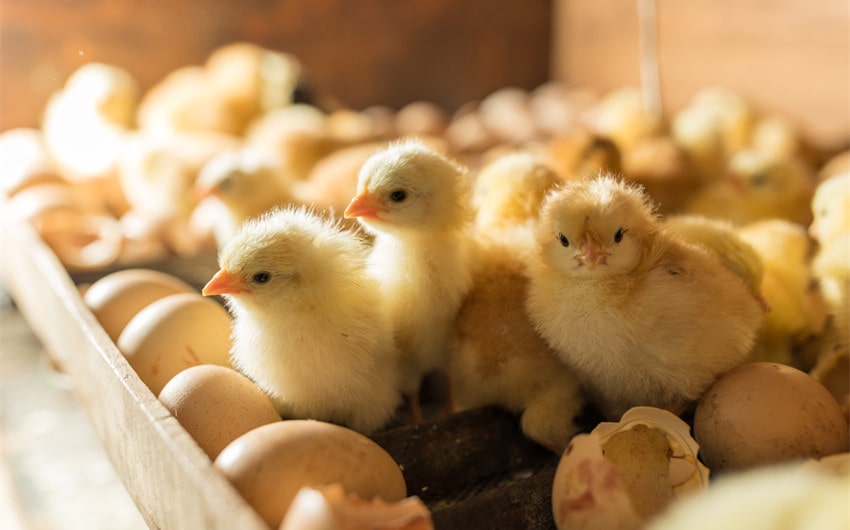 funny baby chick names