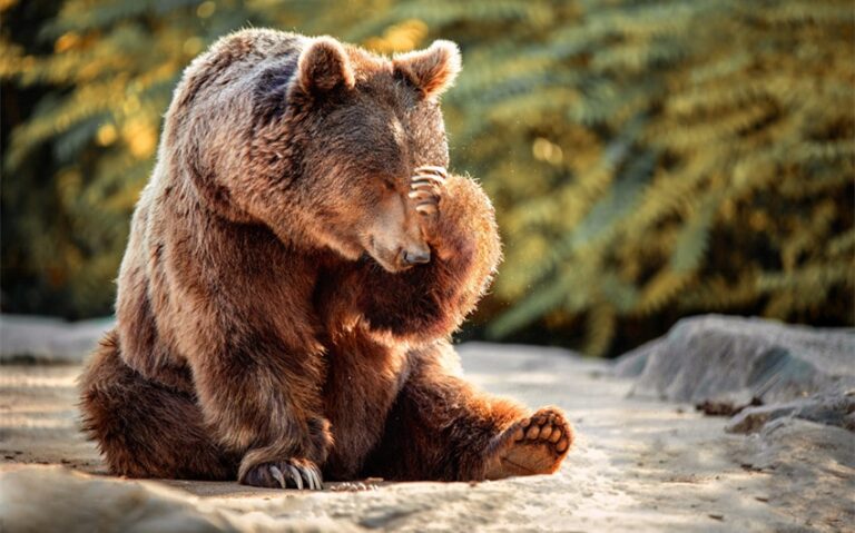 funny bear names