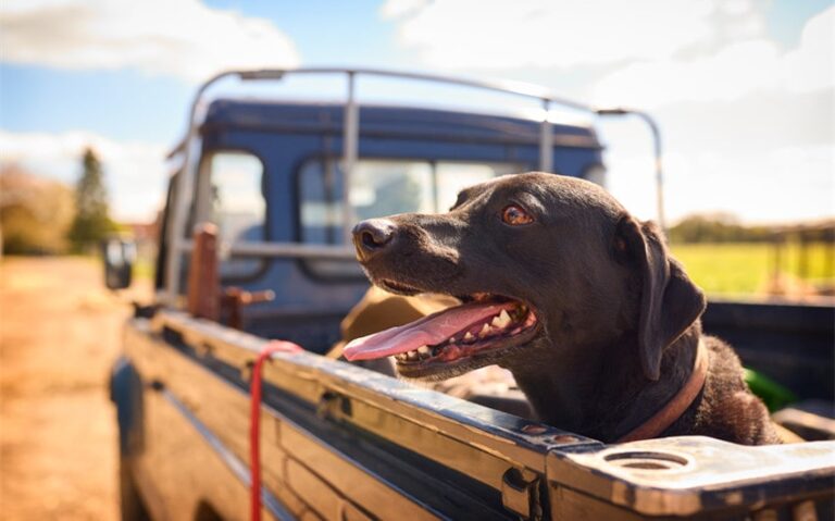 funny farm dog names