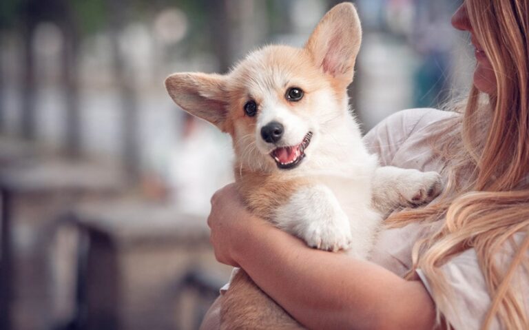funny girl corgi names
