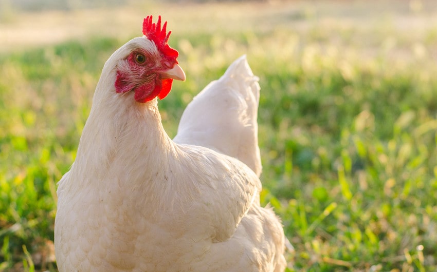 funny names for female chickens