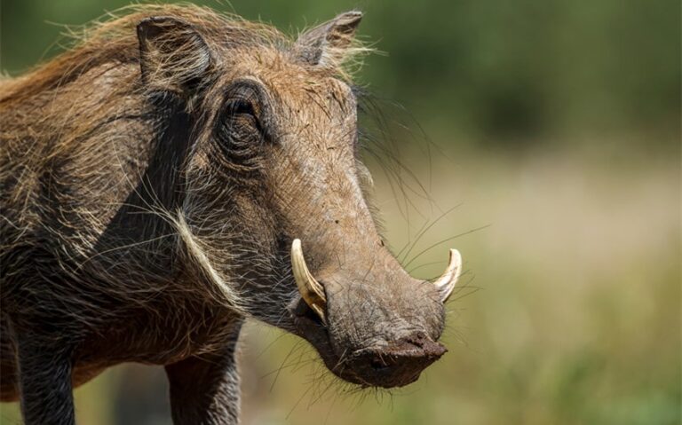 pumba name meaning