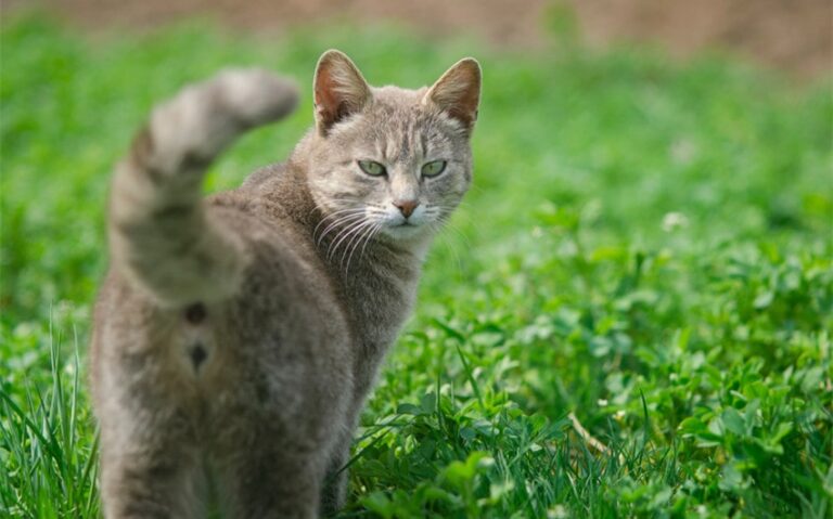 why are cats backs so sensitive