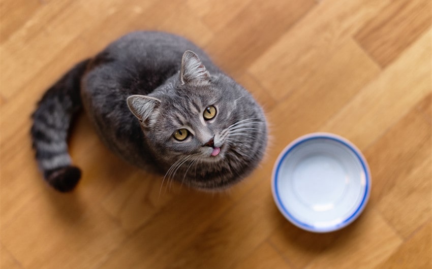why are cats so hungry all the time