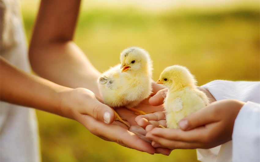 Funny Girl Chicken Names
