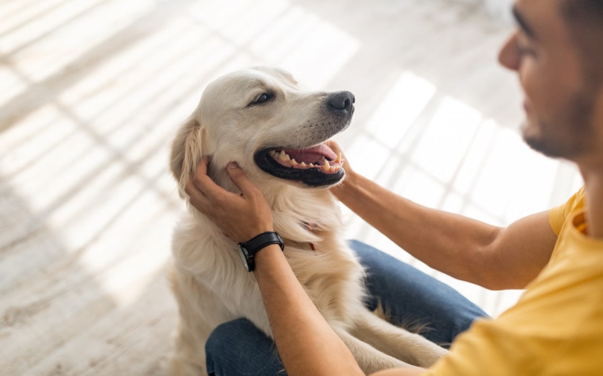 funny human names for male dogs